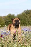 BULLMASTIFF 122